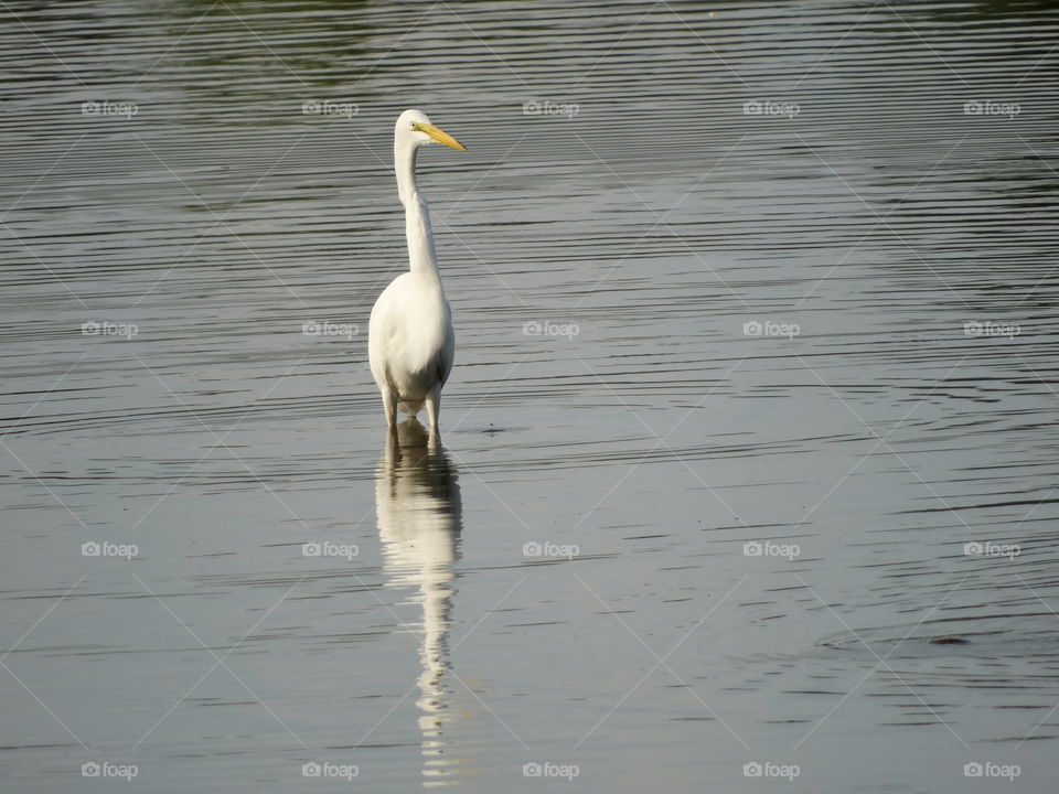 Great Egret Standing in Lake