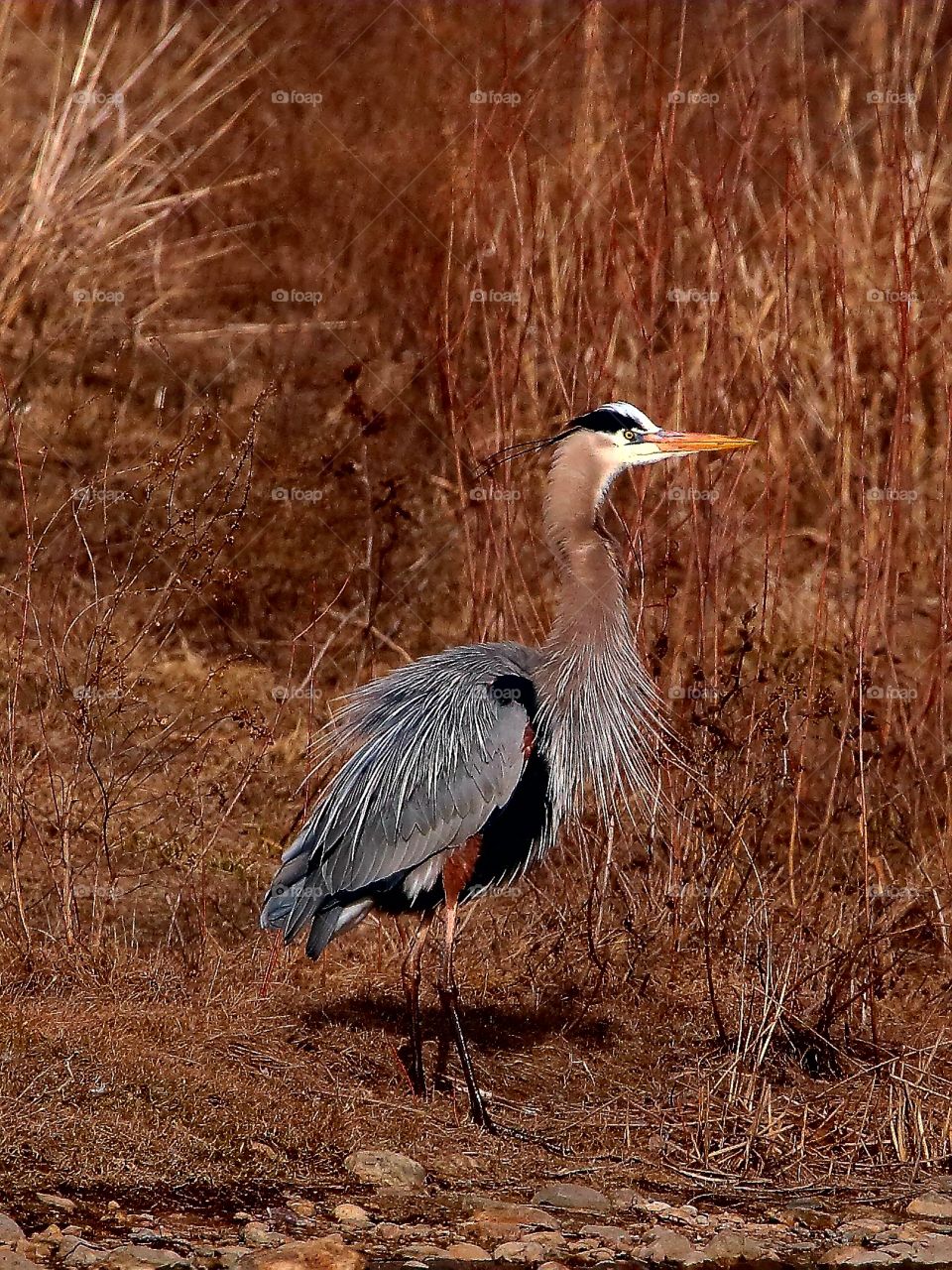 great blue heron