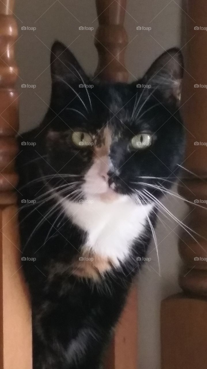 my cat greeting me unedited. this is my kitty Gabby greeting me at the door.