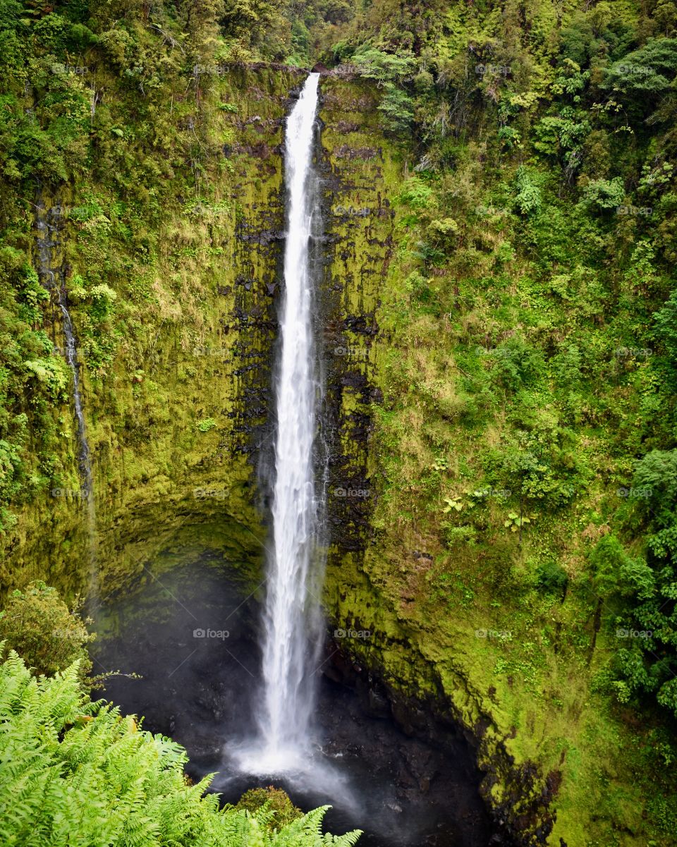 Akaka Falls, a 442 foot scenic waterfall in Honomu, Hawaii on the Big Island