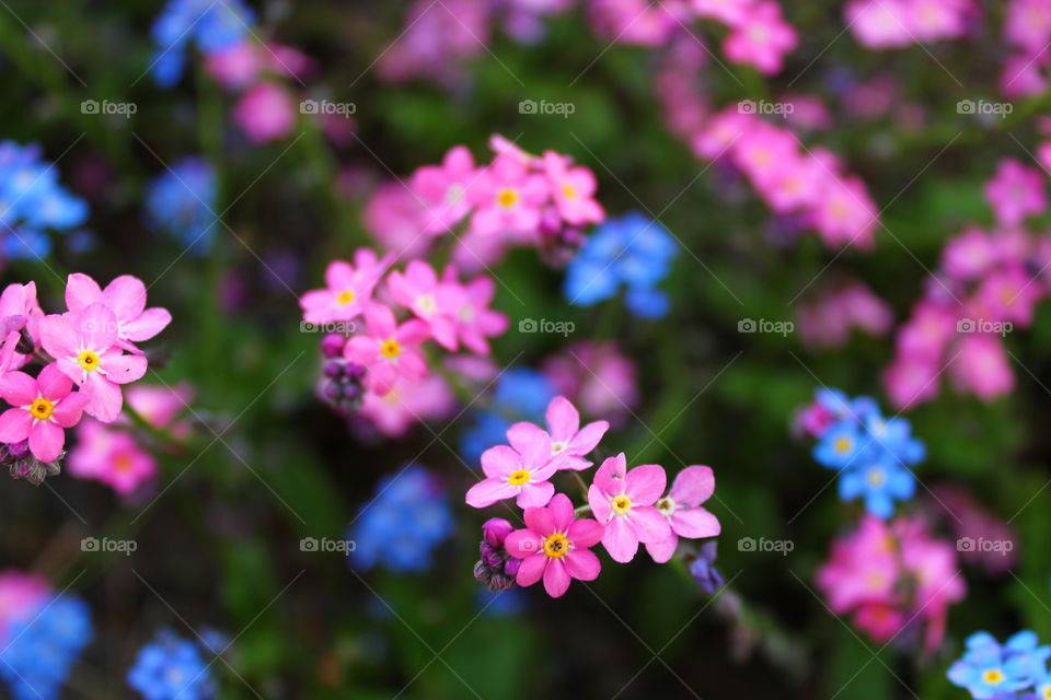 Close up of pink and blue flowers blooming outdoors in a field during spring month