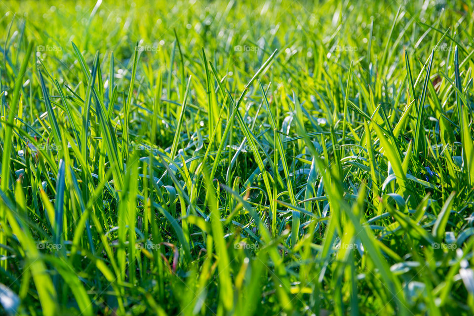 Grass in sunset.