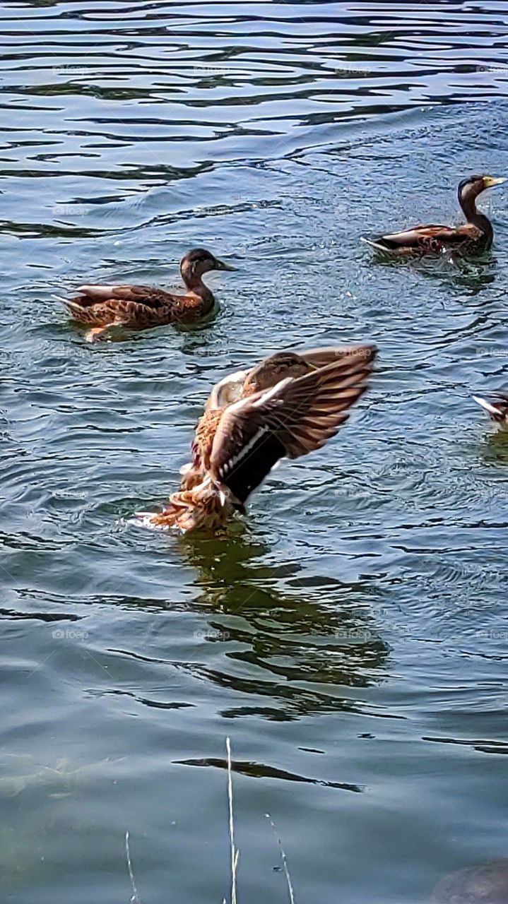 ducks in the water.  one duck flaps its wings