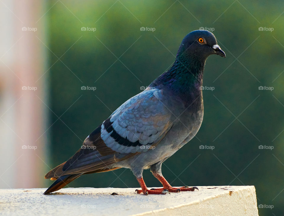 Bird photography  - Dove  - morning  - perching