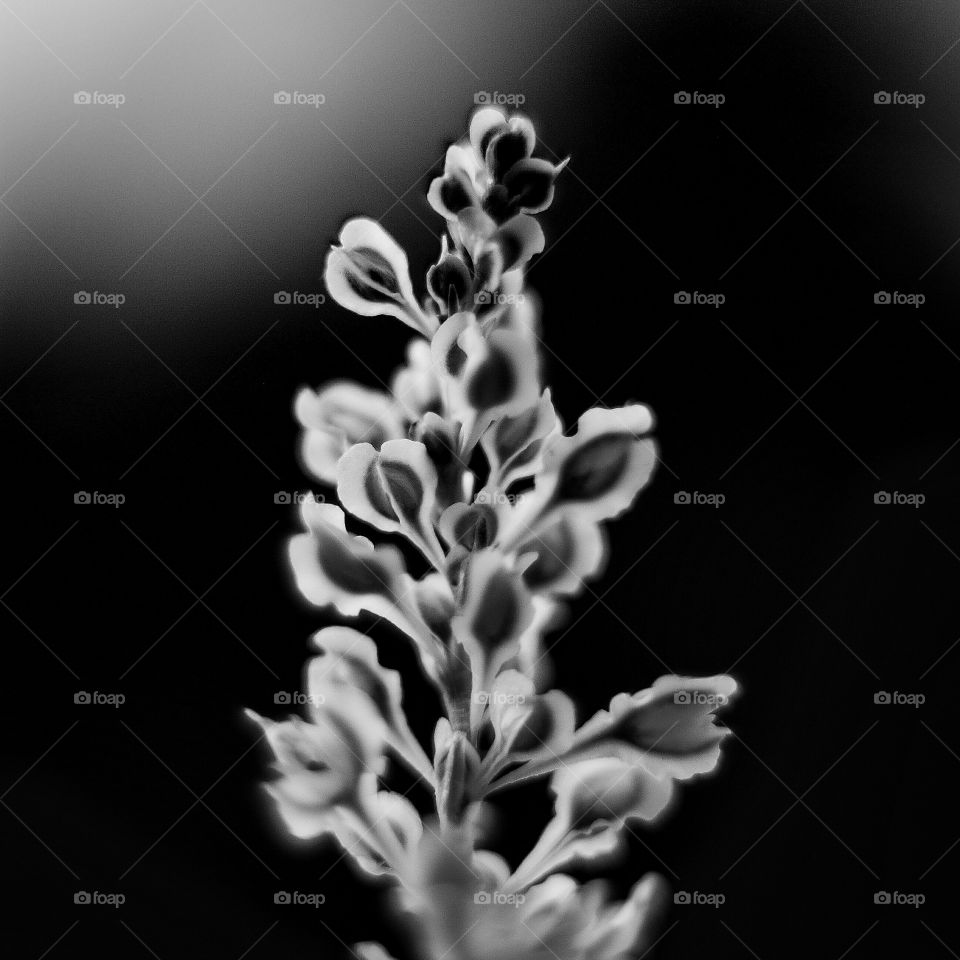 End of the summer. I tok this photo in my garden