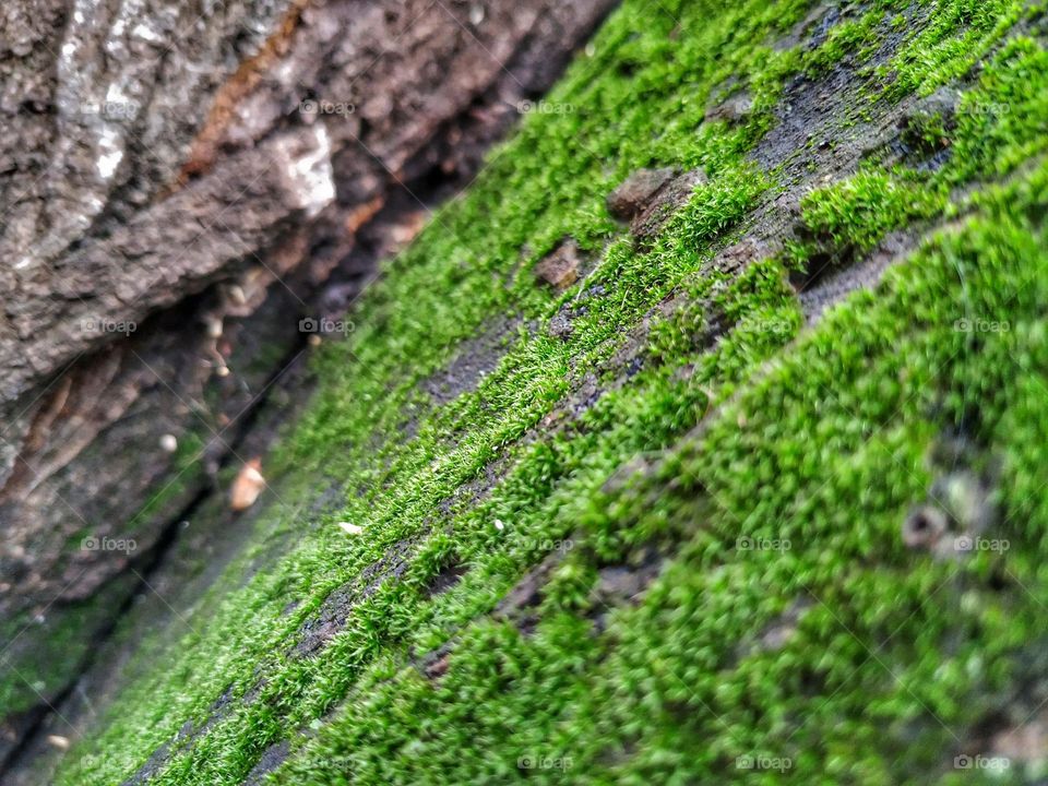 green Moss