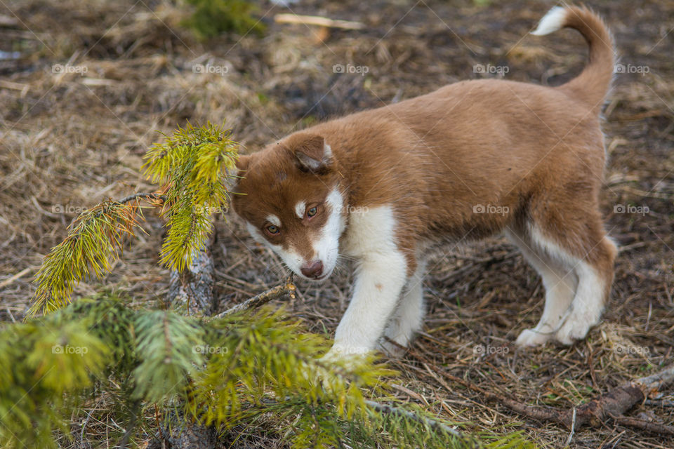 Husky puppy