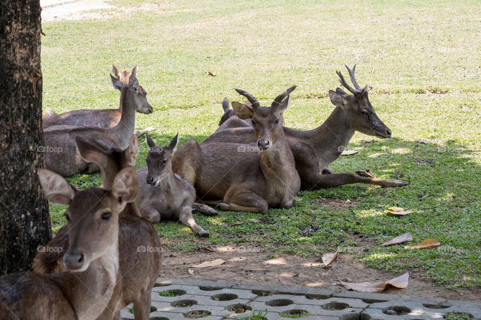 The deers taking shelter from the sun light