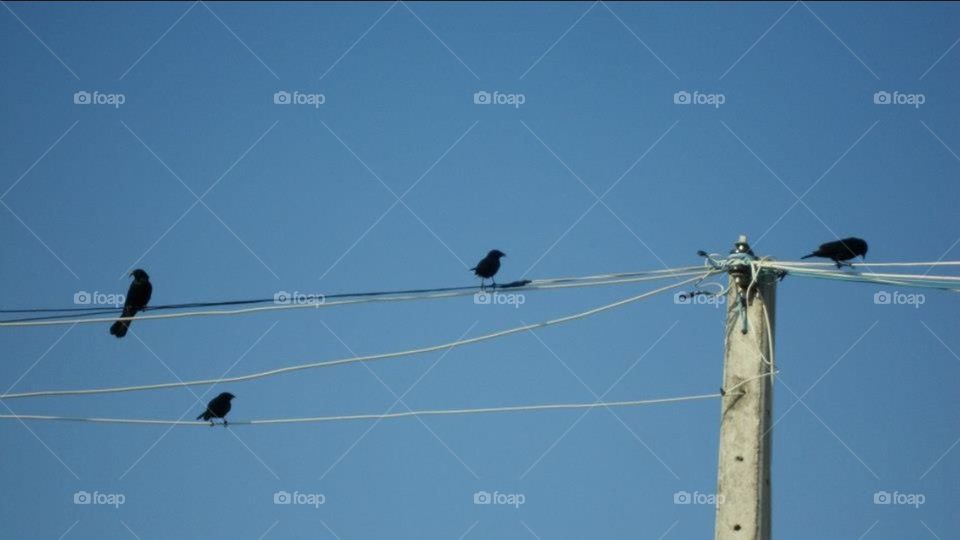 Birds wire
