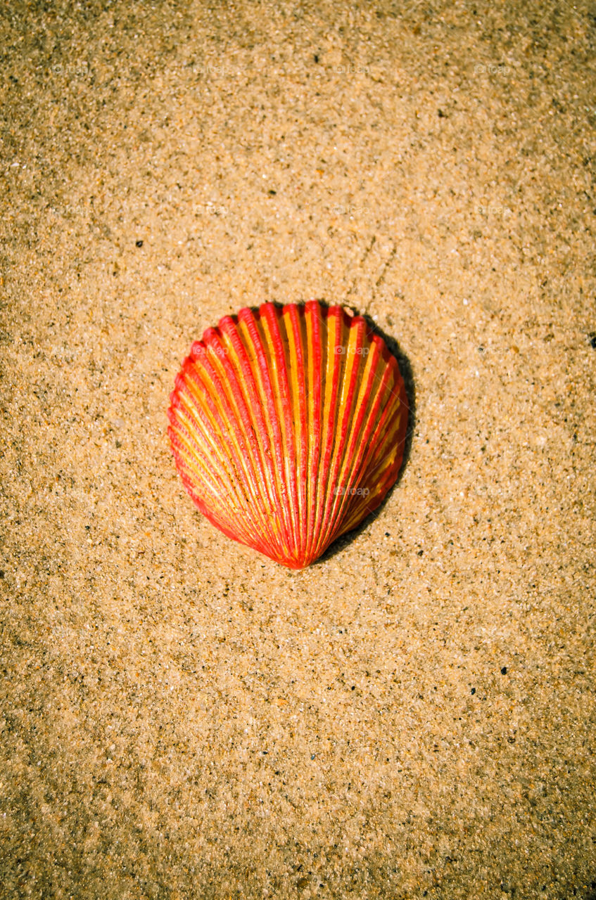 shells in sea sand