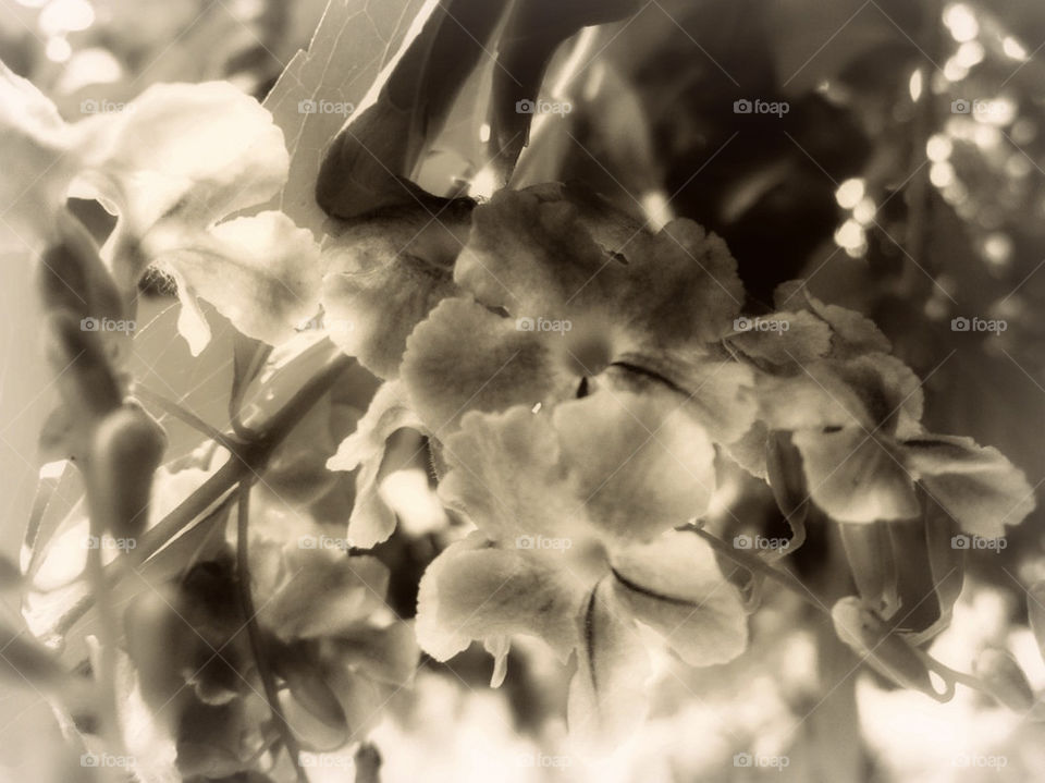 Black and white flower close-up