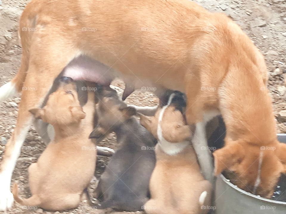 feeding the puppies