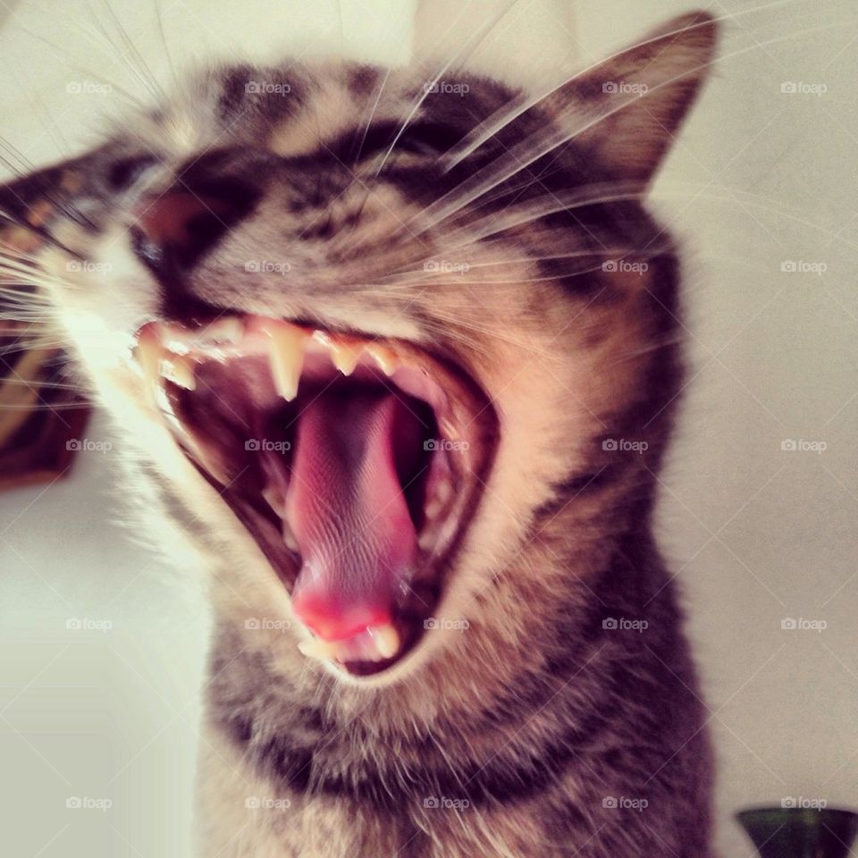 Yawn !
