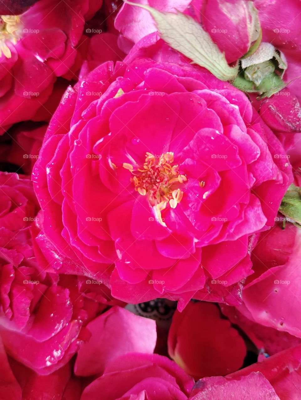 rose pink flower seasonal fresh shurb small size looks very nice and very beautiful generally found everywhere