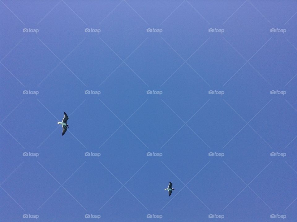 Two birds flying in the blue sky 