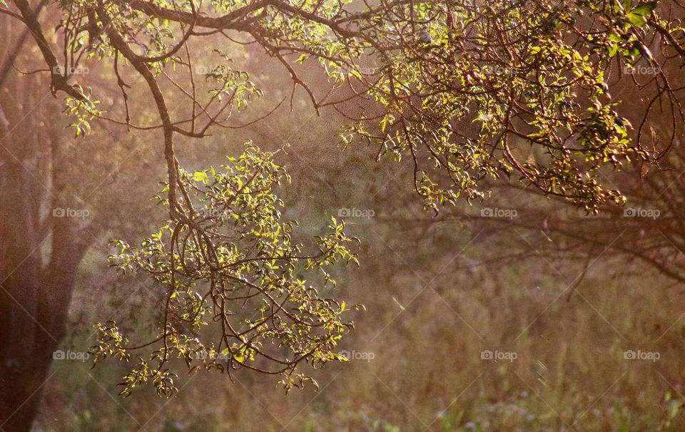 Leafy branches illuminated by early-autumn sunshine