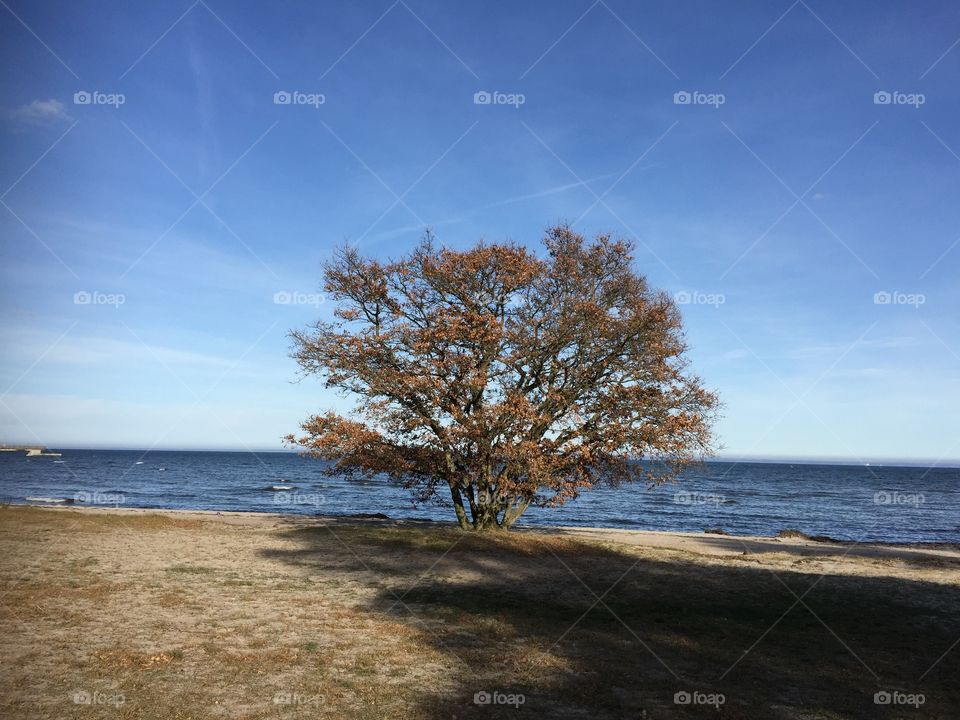 My favorite-oak near our house