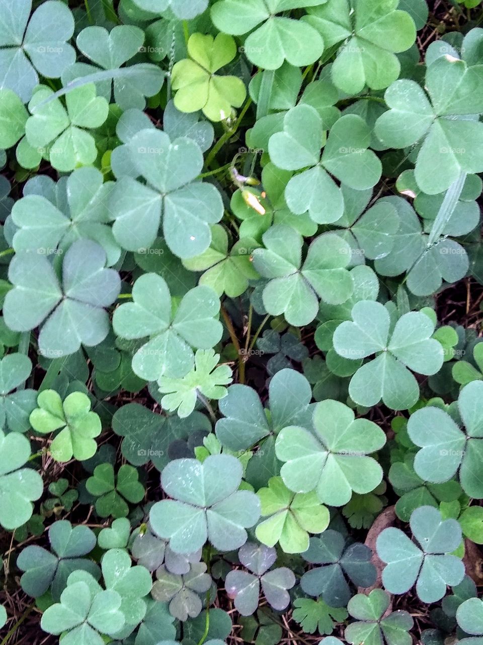 clump of clover