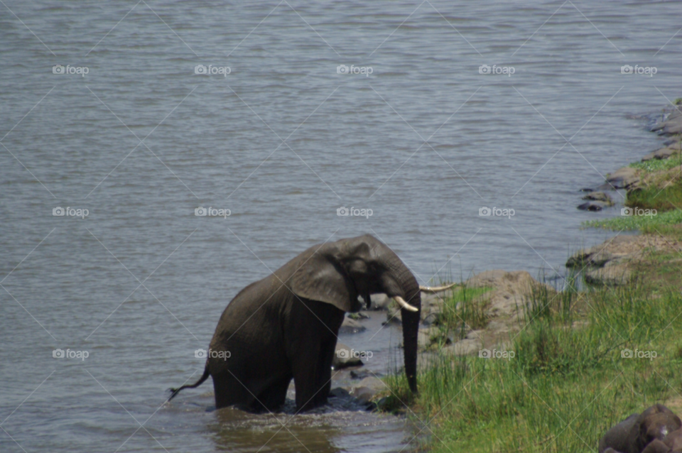 water river swim elephant by Bea