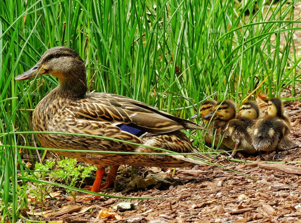 Mother Duck With Ducklings
