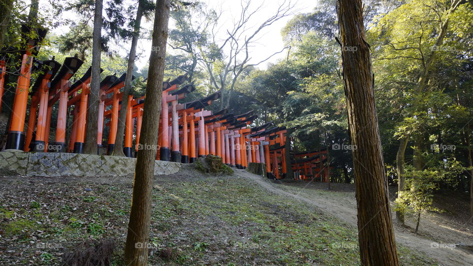 Fushimi-inari path of tori gates in Kyoto, Japan