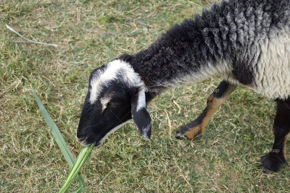 Black sheep in nature garden