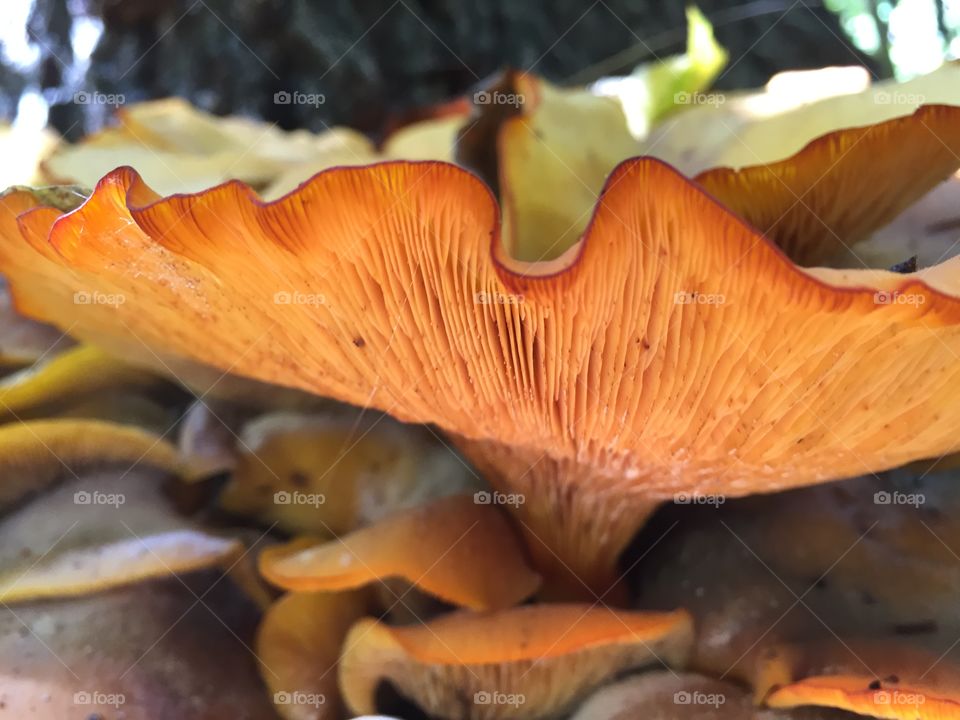 Orange Fungus 2