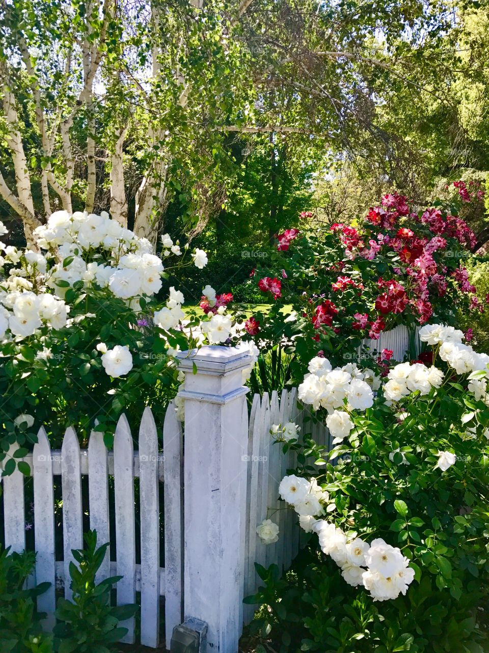 Roses beyond the gate