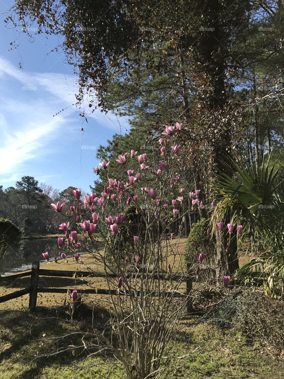 Tulip tree 2