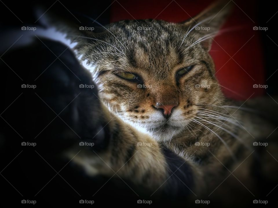 Tabby cat with the sun on his fur