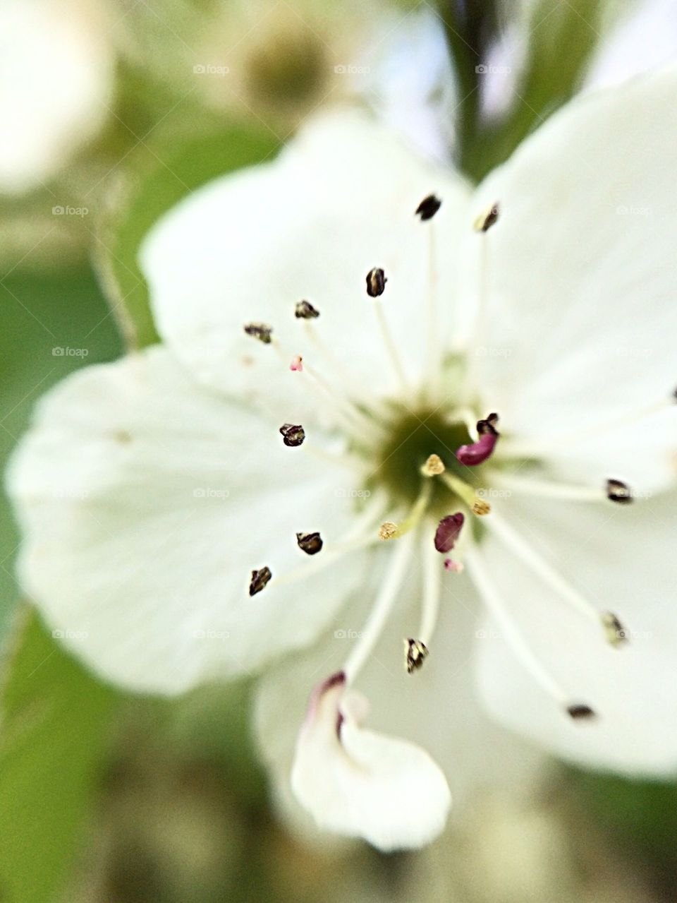 Spring blossom 