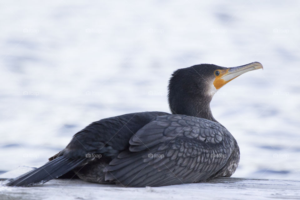 Bird lying down resting - cormorant 