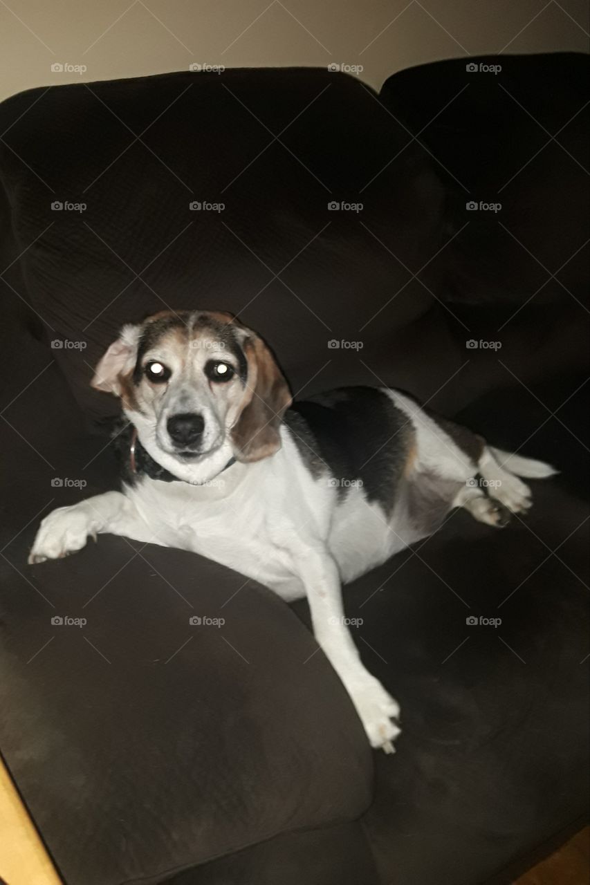 my old puppa ❤🐕