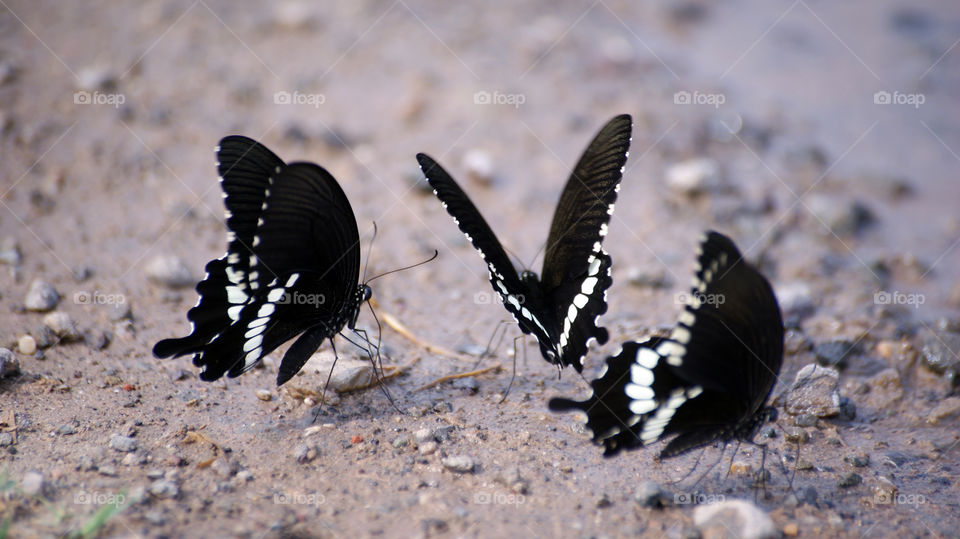 Three butterflies in th middle of the road posing for photograph.
