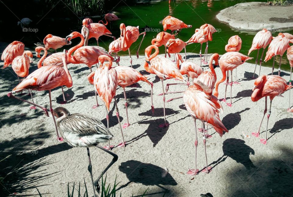 Flamingos at the zoo