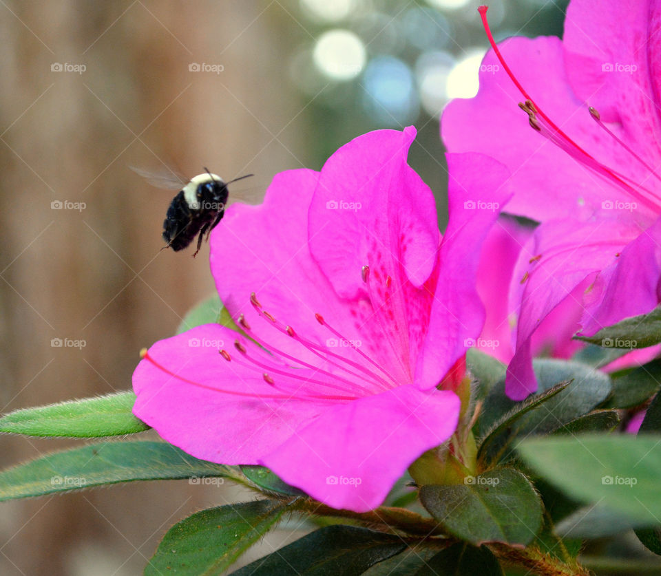 Insect flying over pink flower