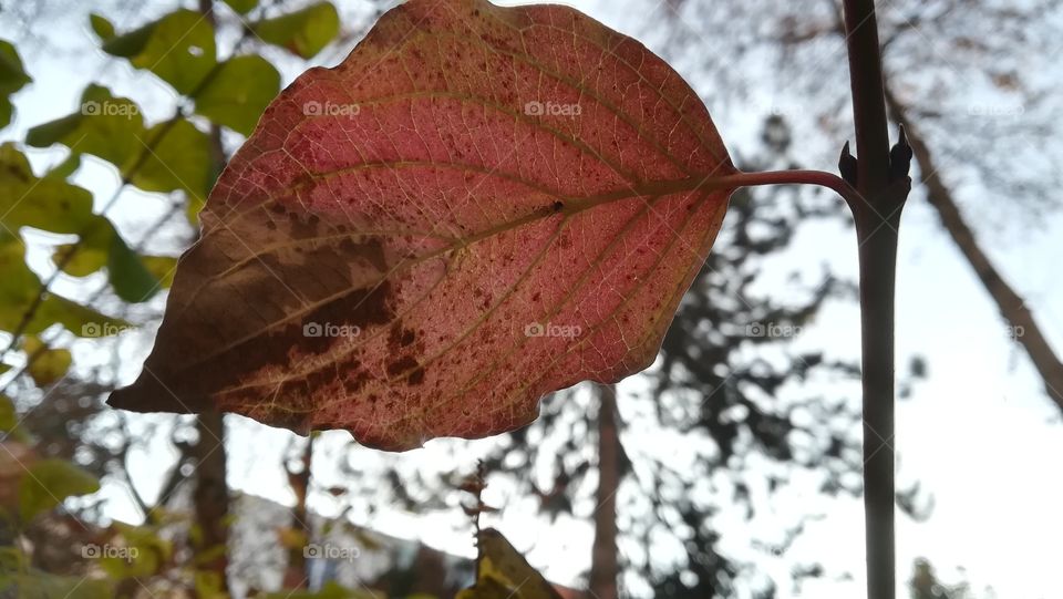 Single leaf 1
