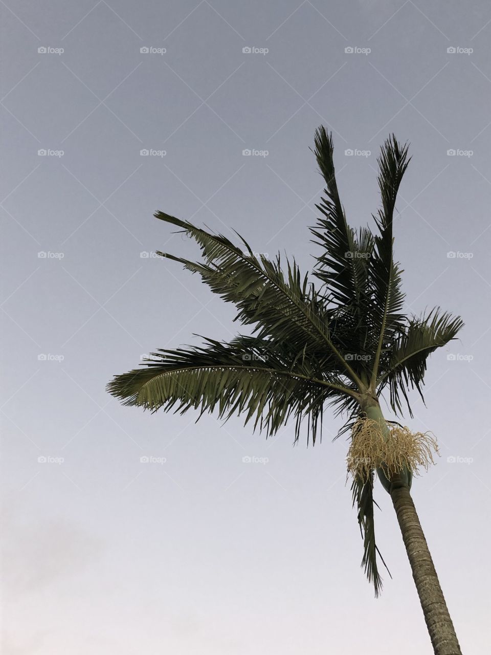 Palm and sky