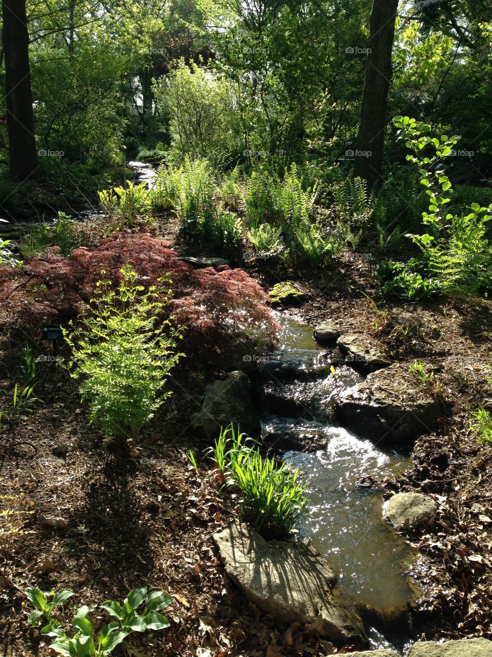 Creek in the Woodland Garden. Taken at the Missouri Botanical Garden 