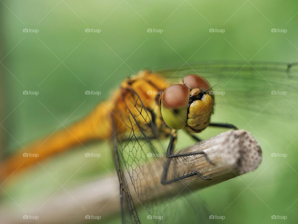 Close-up of dragonfly eyes