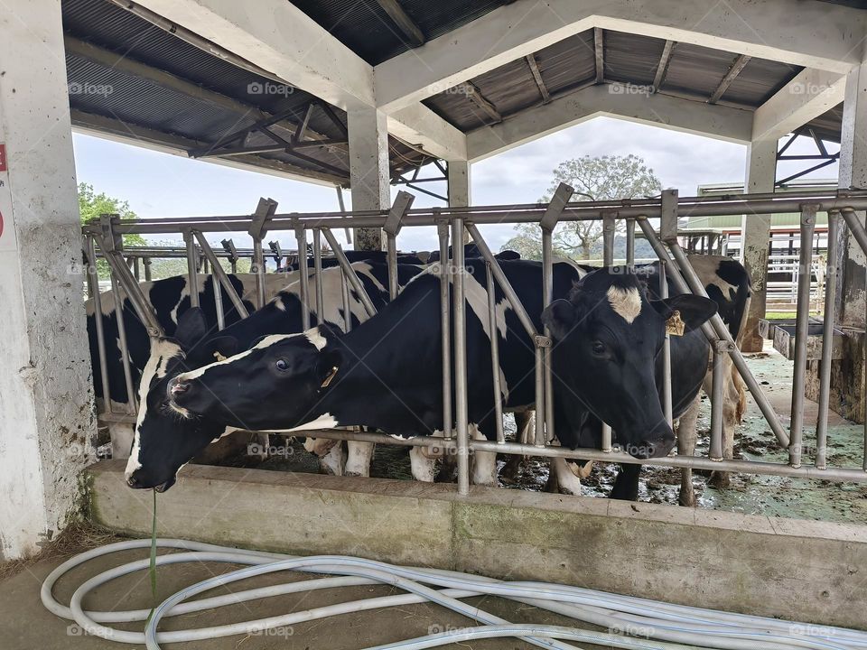 Dairy cows at Chulu Ranch in Beinan Township