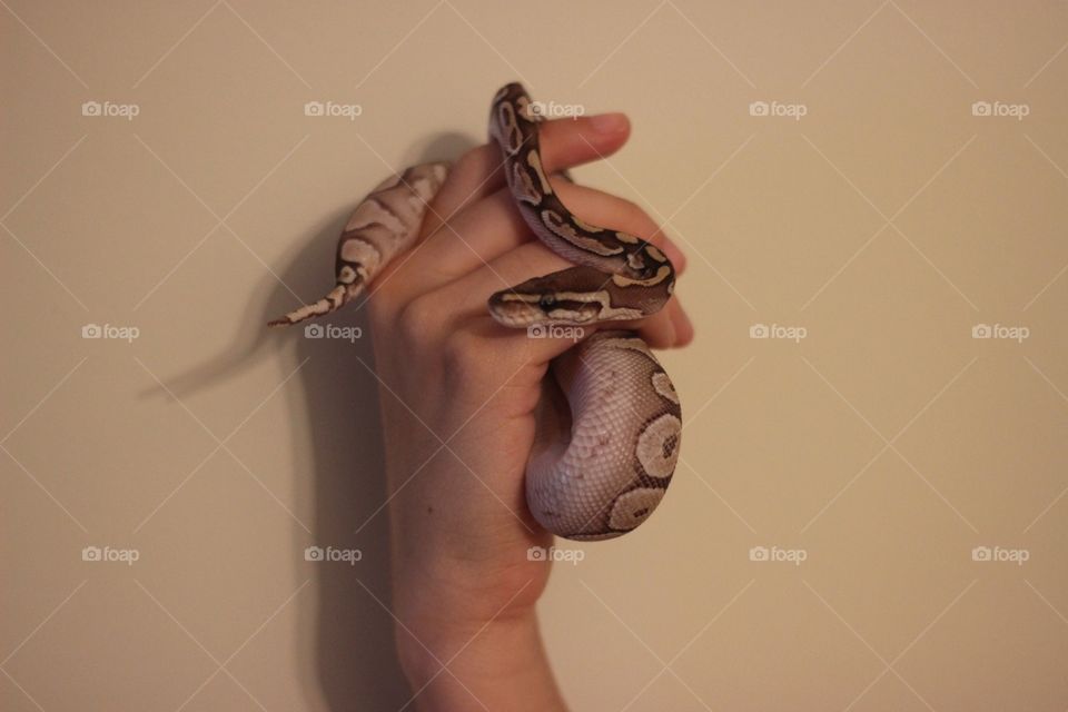 Cute pet snake being held