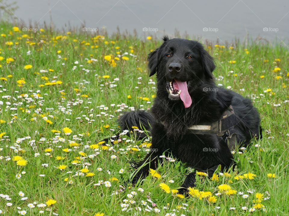 Relax on the flower meadow