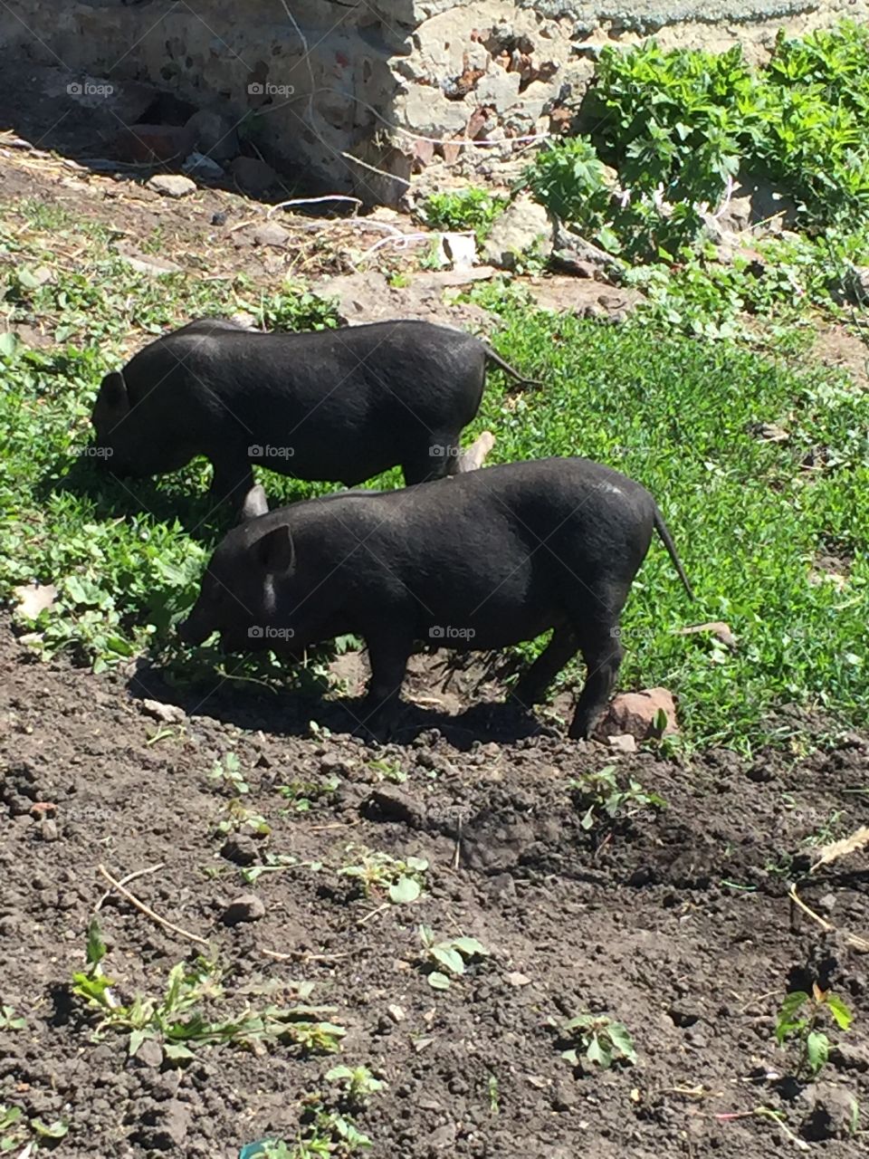 Little pigs
