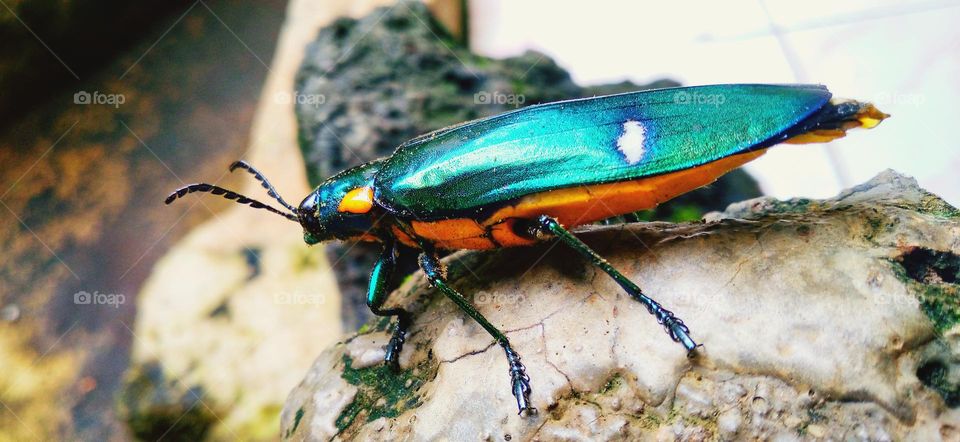 Buprestidae is a family of beetles known as ornamental beetles because of the shiny color on their bodies.