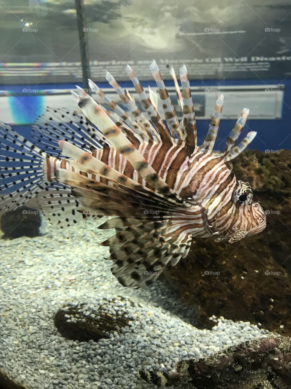 Lion fish 