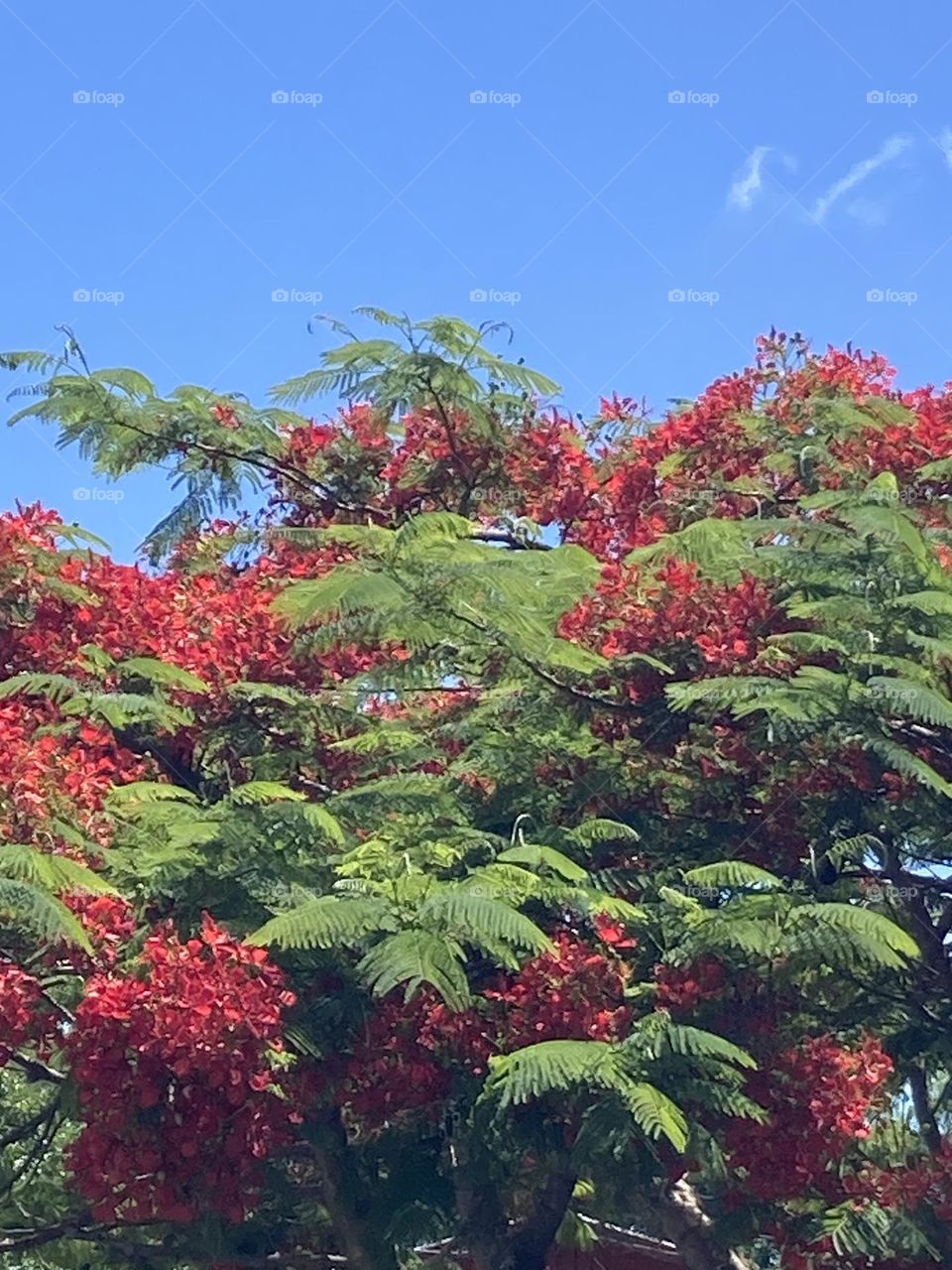 Bela paisagem de árvore frondosa com folhas verde claro e flores vermelhas em cachos. Fundo com céu azul límpido.
