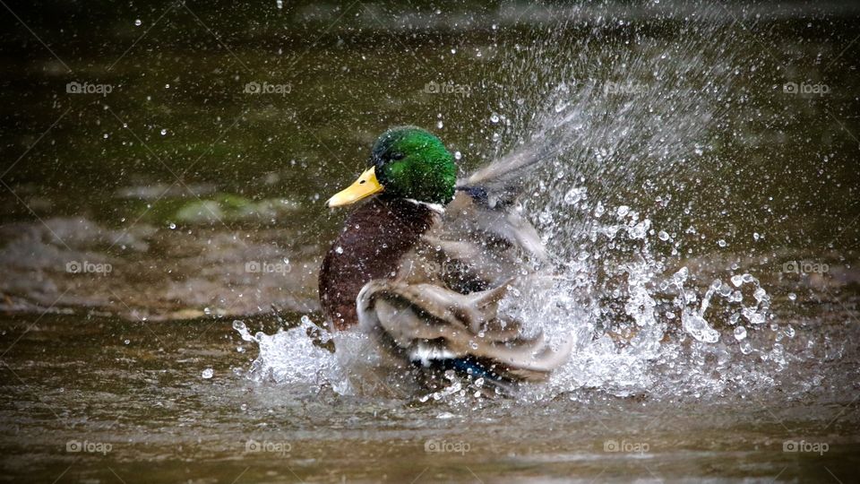 Mallard duck