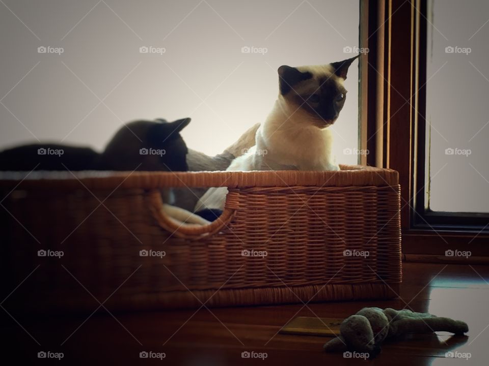 Cat in basket looking at toy mouse on the floor