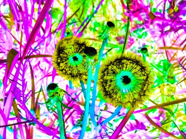 Dandelion 